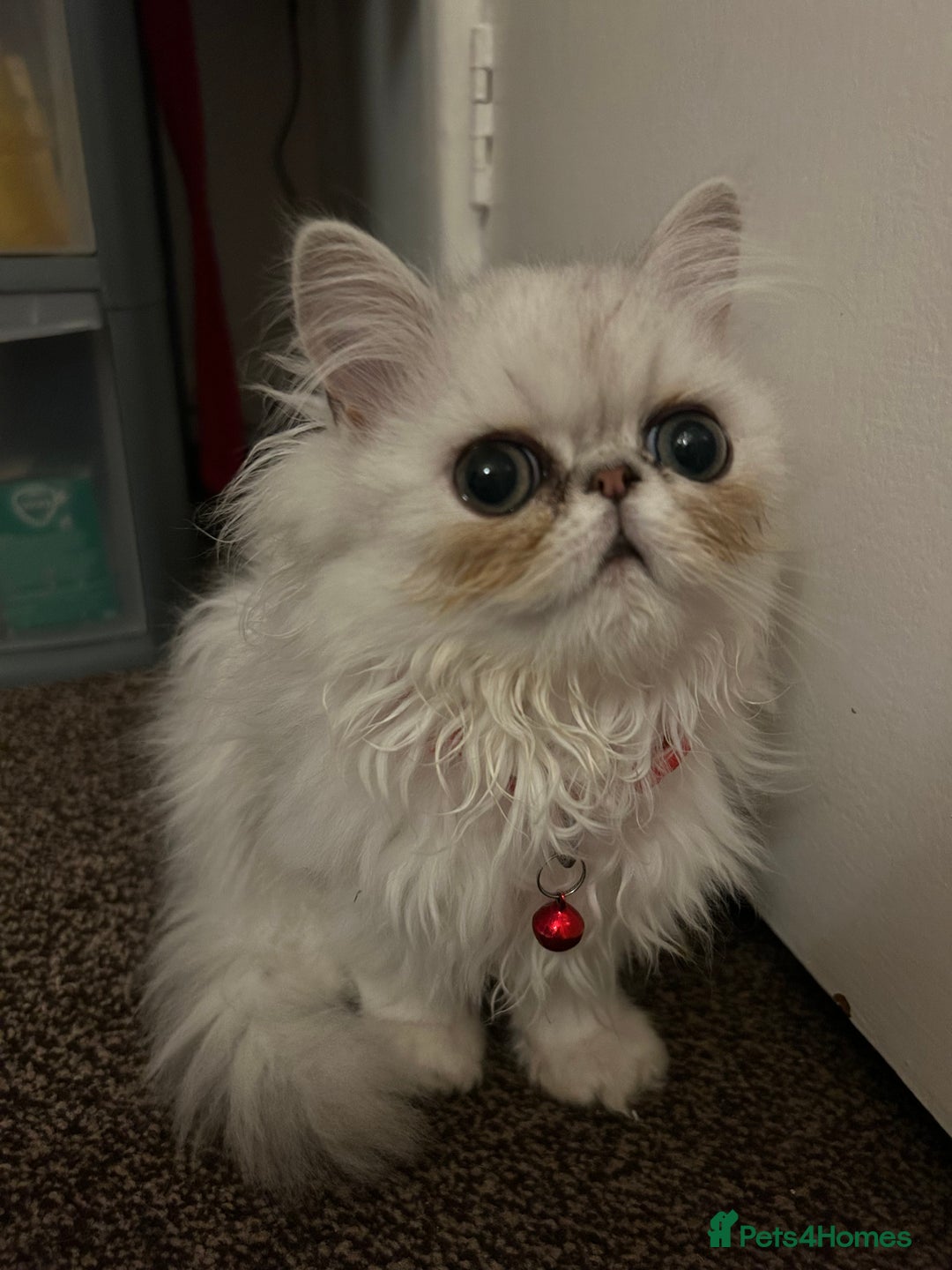 Persian cats for sale: Persian pure kittens  - Image 6