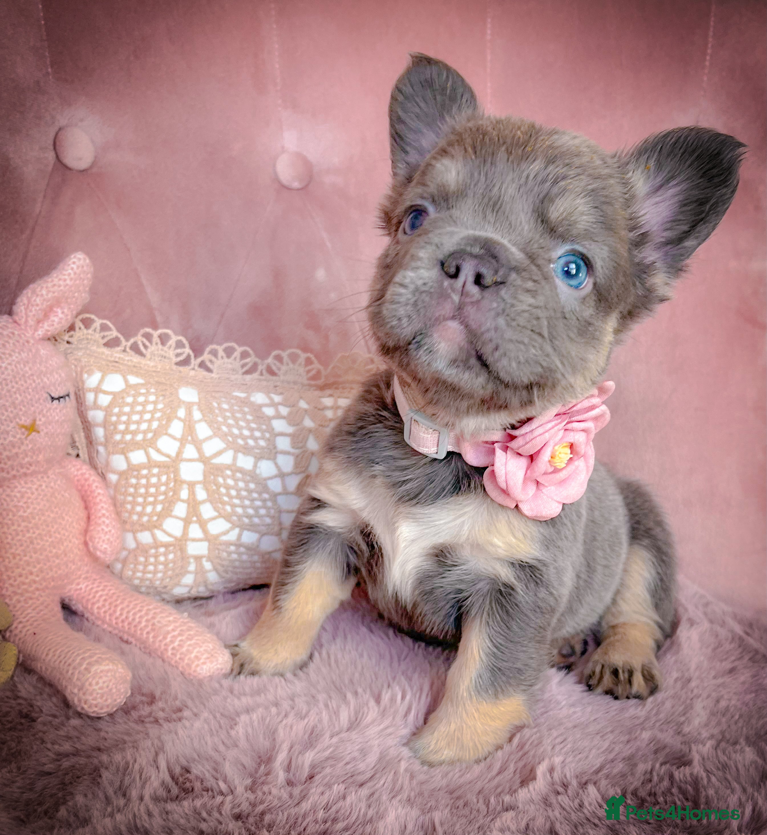 French Bulldog dogs 🌸FLUFFY,LILAC&TAN,NEW SHADE GIRLS&BOYS🌸 - Advert 1