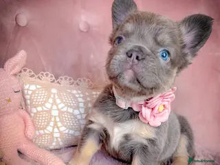 French Bulldog dogs 🌸FLUFFY,LILAC&TAN,NEW SHADE GIRLS&BOYS🌸 - Advert 1