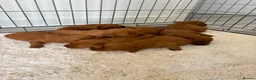 Cockapoo dogs for sale: F1 Cockerpoo Puppies  - Advert 15