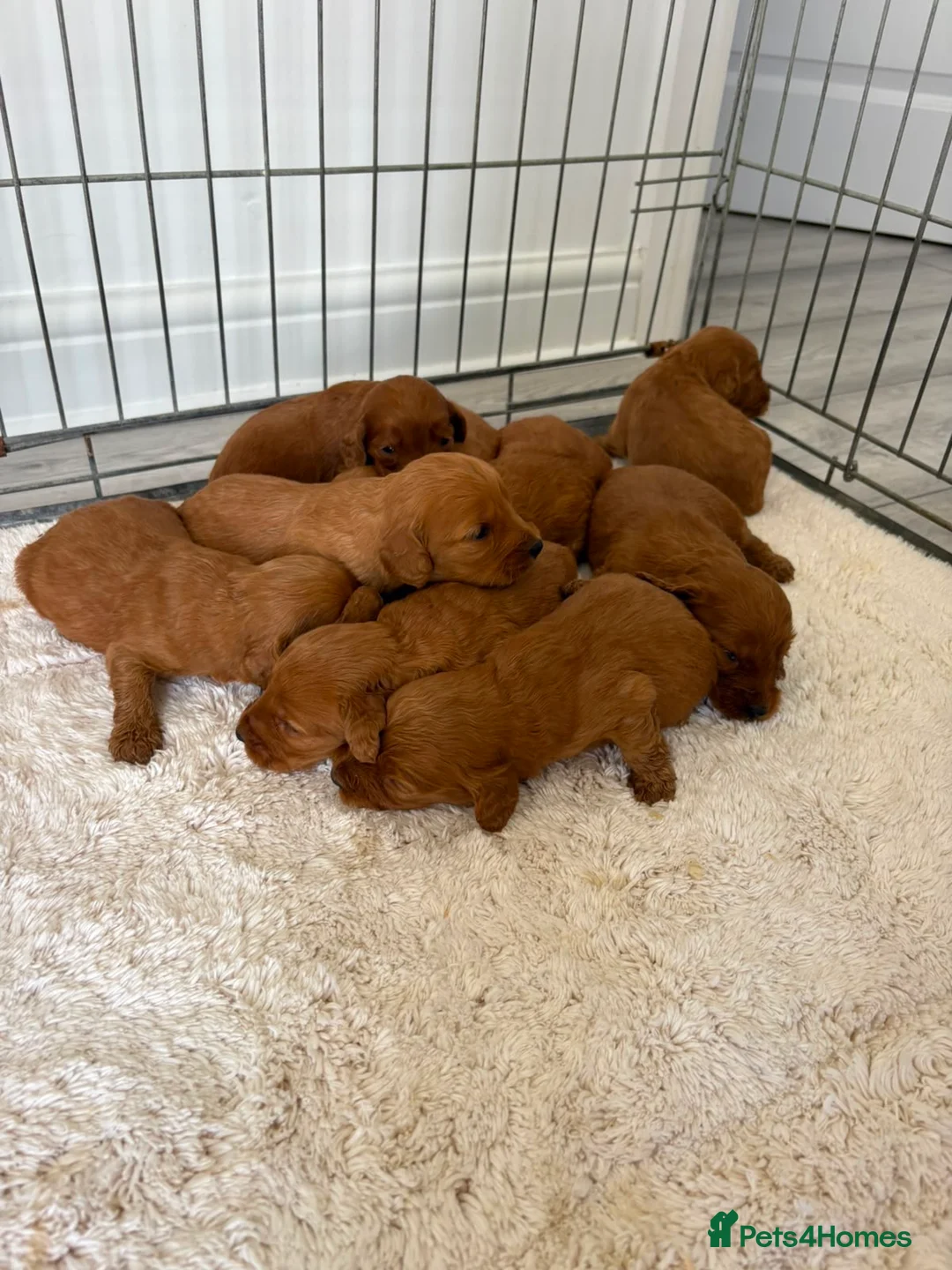 Cockapoo dogs for sale: F1 Cockerpoo Puppies  - Advert 15