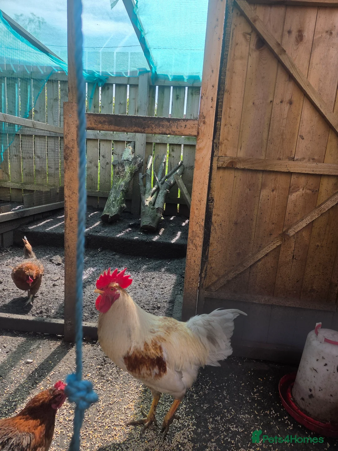 Chickens poultry for sale: Rooster in Kilwinning - Advert 1