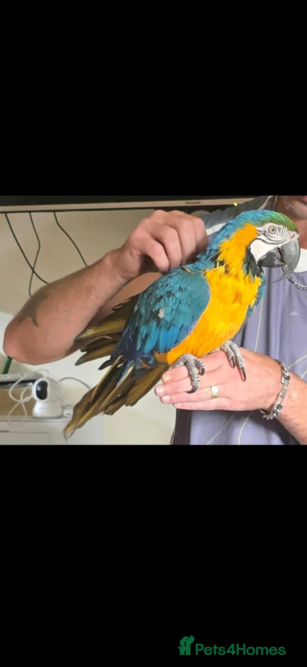 Macaws birds for sale: Blue and Gold macaw in Ipswich - Advert 1