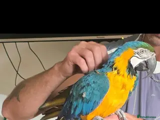 Macaws birds Blue and Gold macaw in Ipswich - Advert 10