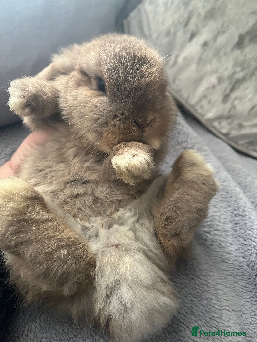 Mini Lop rabbits for sale: Mini lop rabbit - Advert 3