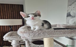 Bengal cats for sale: Male bengal cross - Image 4