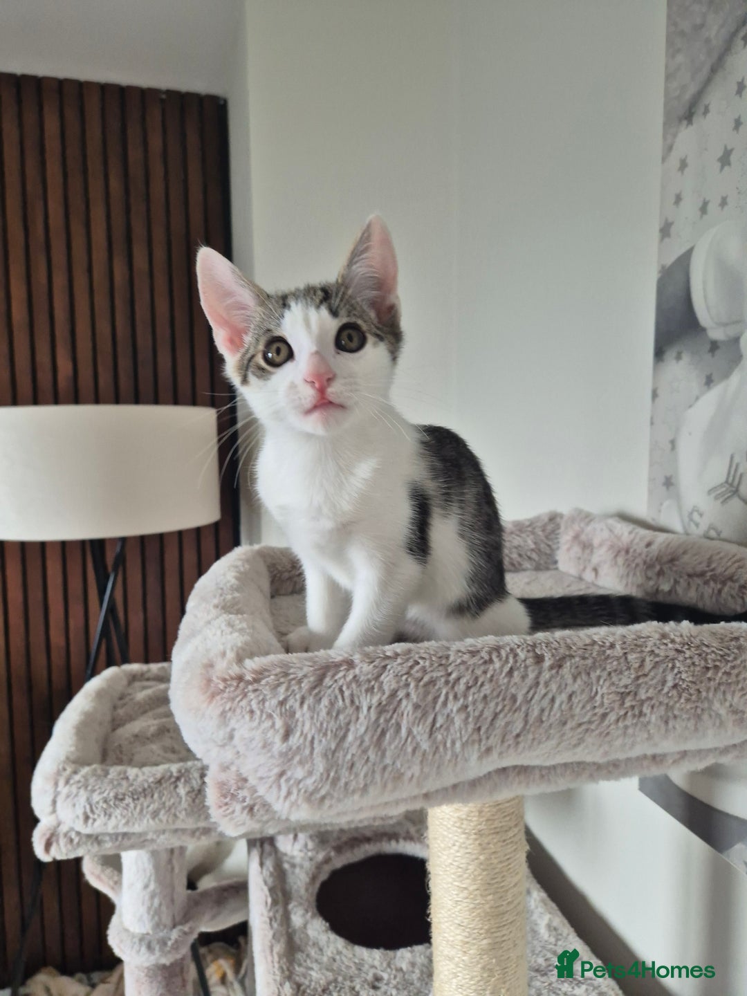 Bengal cats for sale: Male bengal cross - Image 4