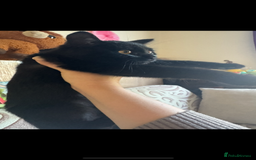 British Shorthair cats for sale: British cat  - Image 4