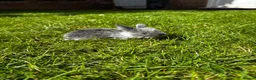 Mini Lop rabbits for sale: 2 Blue Baby Mini Lops - Advert 28
