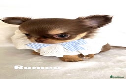Chihuahua dogs for sale: Gorgeous chocolate Russian lines boy - Image 9