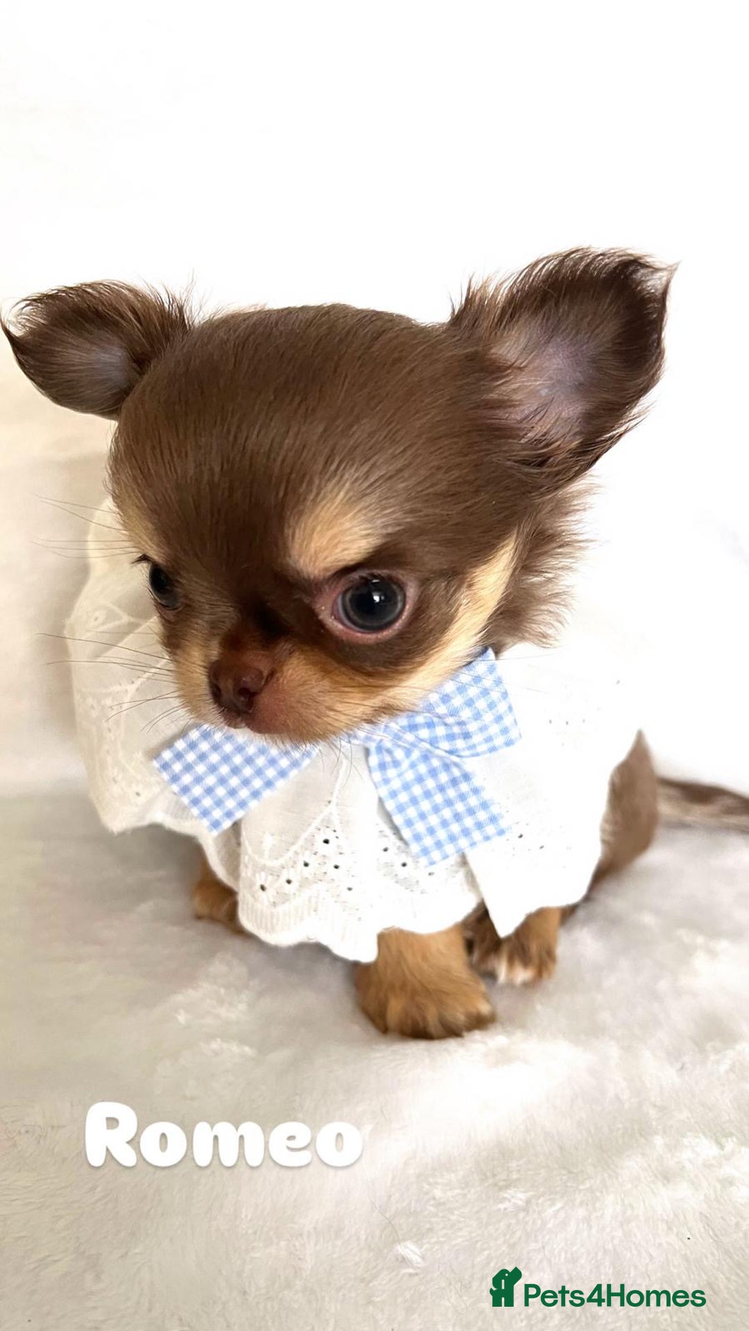 Chihuahua dogs for sale: Gorgeous chocolate Russian lines boy - Image 9