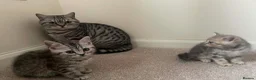 British Shorthair cats for sale: British Blue Shorthair Silver Tabby kittens - Advert 3