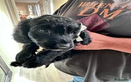 Mixed Breed dogs for sale: Beautiful Sproodle puppies stunning  - Image 33