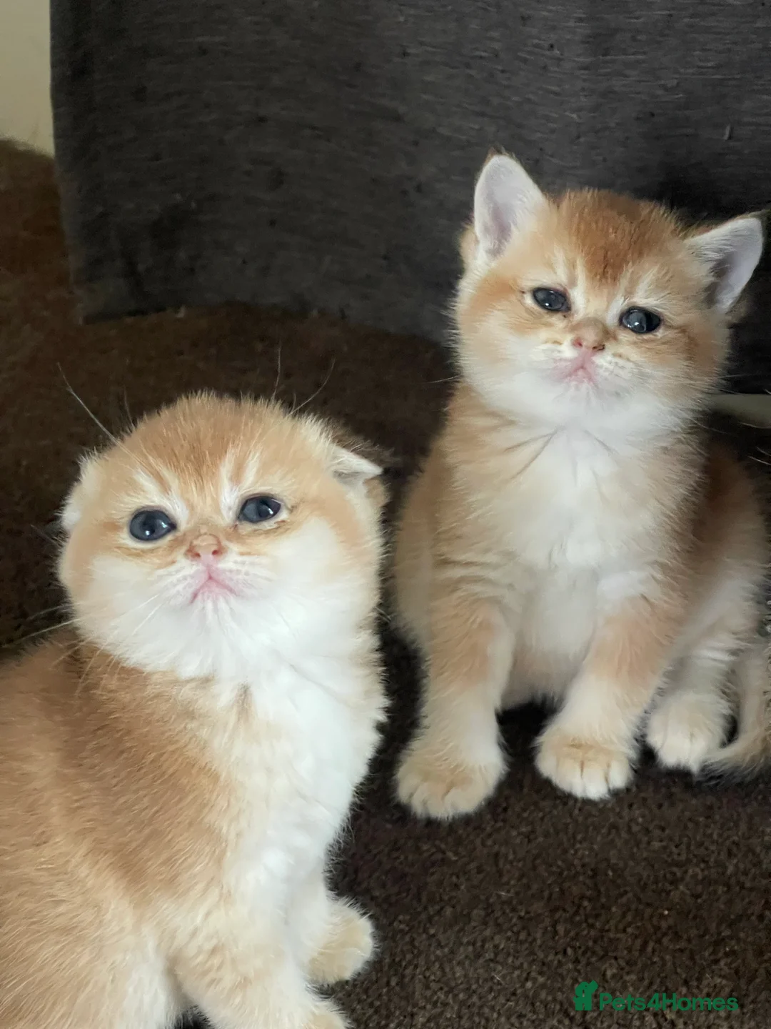 Scottish Fold cats for stud: GOLDEN CHINCHILLA NY11 SCOTTISH FOLD FOR STUD. in London - Advert 2