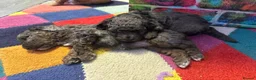 Cavapoo dogs for sale: Stunning Blue Merle Cavapoo Puppies in Halifax - Advert 4