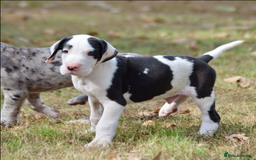 Great Dane dogs for sale:  Beautiful Great Dane Pups-Ready for Forever Homes - Image 9