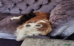 Cavalier King Charles Spaniel dogs for sale: Beautiful king's Chevalier spaniel  - Image 3
