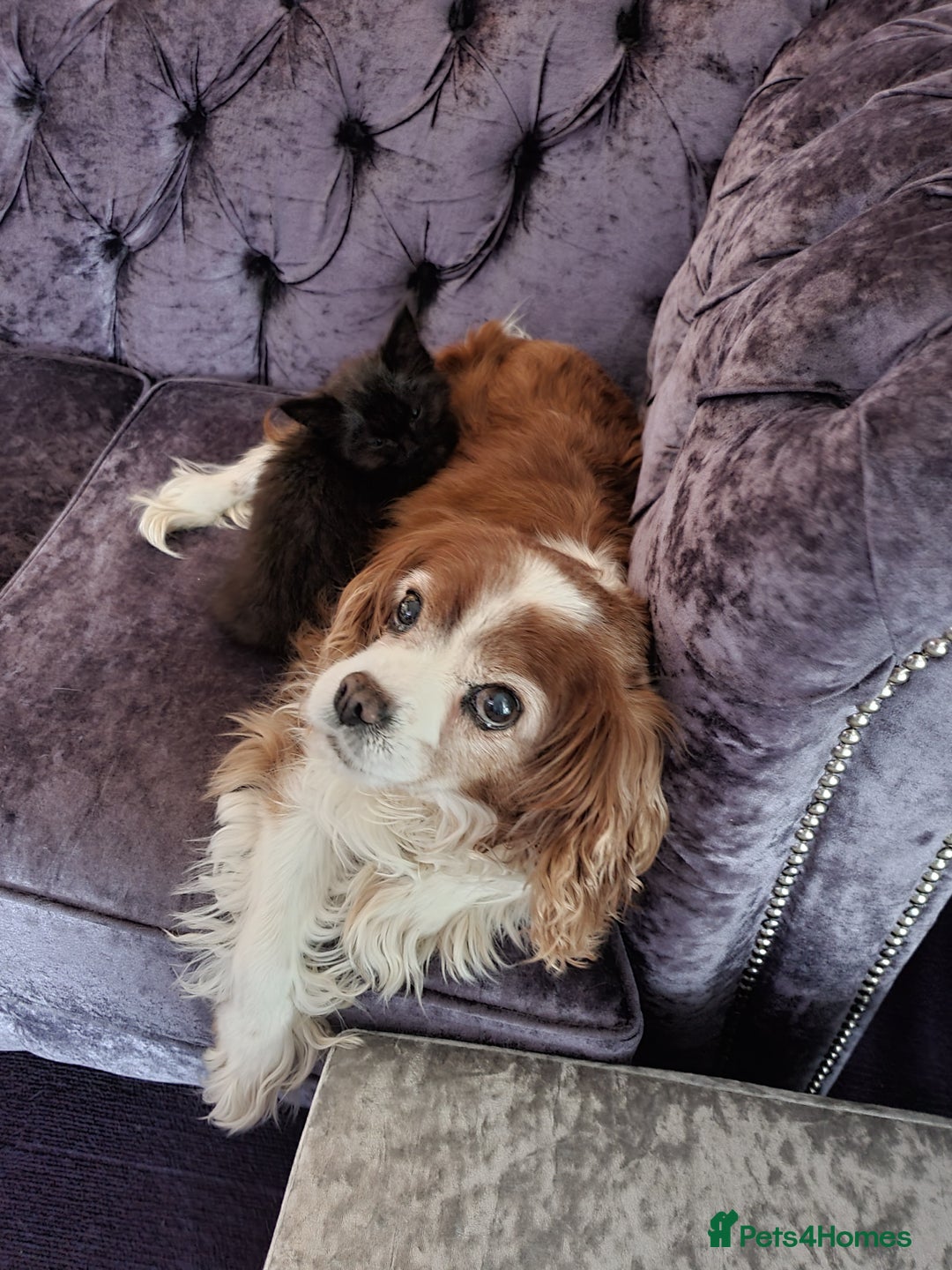 Cavalier King Charles Spaniel dogs for sale: Beautiful king's Chevalier spaniel  - Image 3
