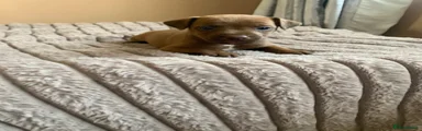 Patterdale Terrier Puppy 1