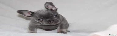 Lilo