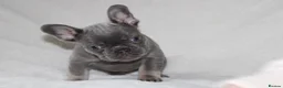 French Bulldog dogs for sale: 💜BLUEBELLE  THE LAST LITTLE BLUE GIRL 💜 - Advert 6