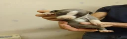 Whippet dogs for sale: RKC Whippet Puppies - Advert 9