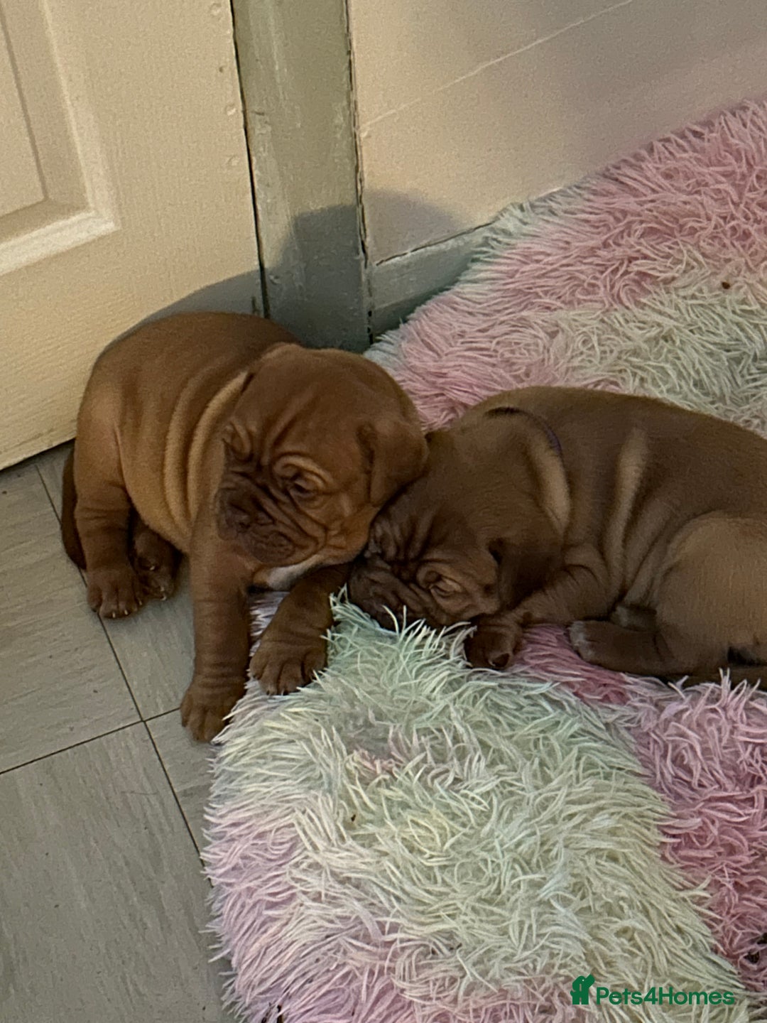 Dogue De Bordeaux dogs for sale: 2 BITCHES!LEFTFULL PEDIGREE 🦁 dogue de Bordeaux  - Advert 29
