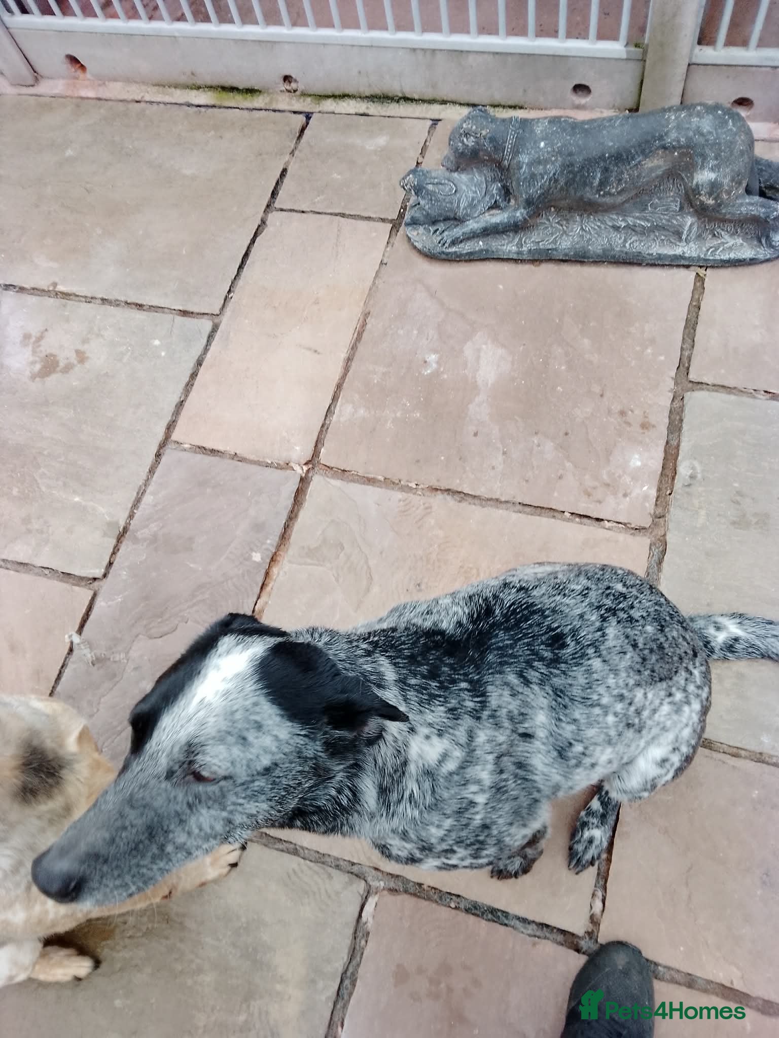 Mixed Breed dogs Australian cattle dog X Collie Greyhound  - Advert 1