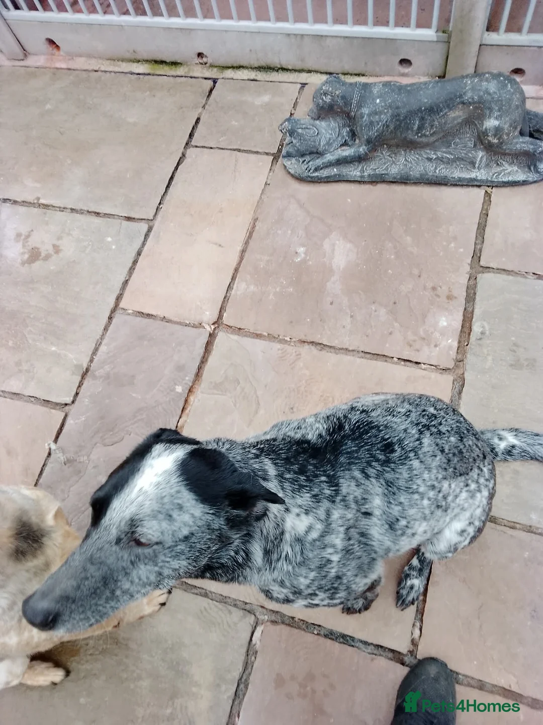 Mixed Breed dogs for sale: Australian cattle dog X Collie Greyhound  - Advert 1