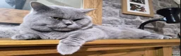 British Shorthair cats for sale: GCCF Registered Britsh Shorthairs £990 for both - Advert 3
