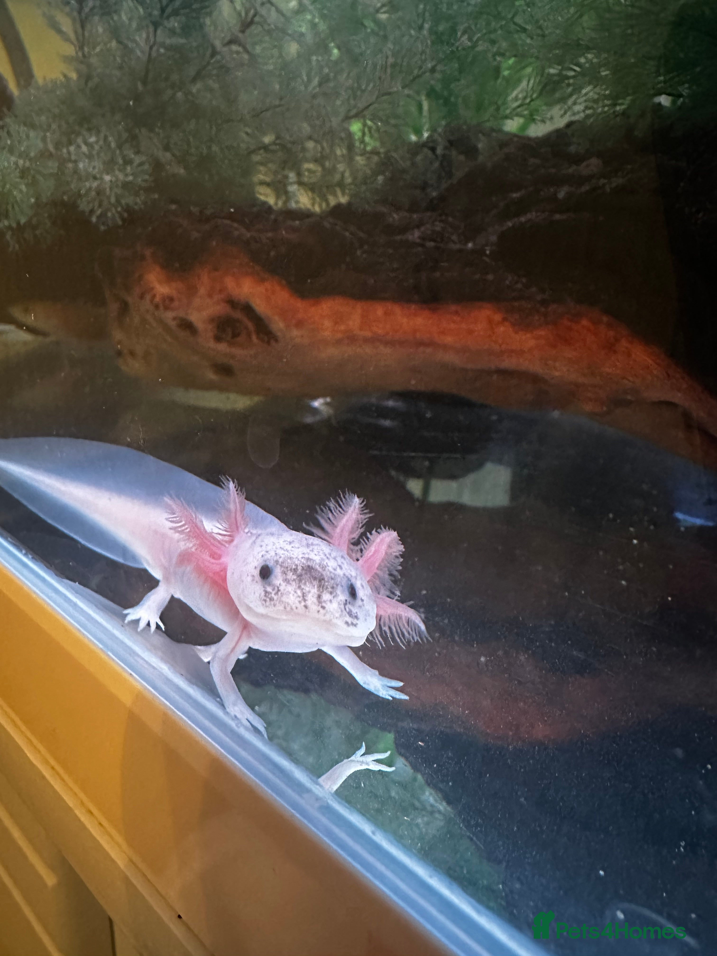 Axolotl reptiles Axolotl  - Advert 16