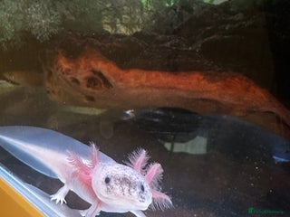 Axolotl reptiles Axolotl - Advert 1