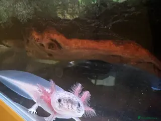 Axolotl reptiles Axolotl - Advert 6