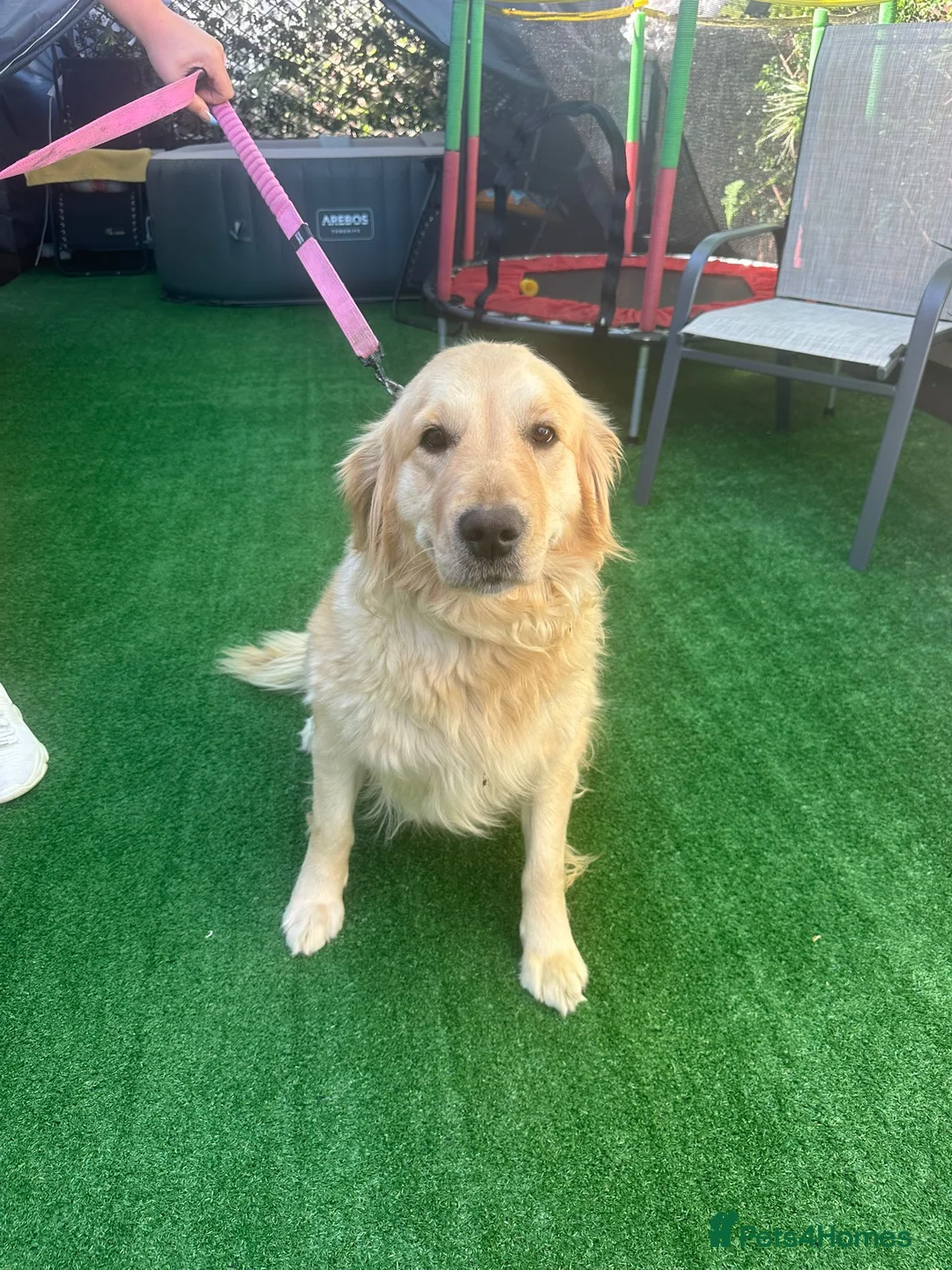 Golden Retriever dogs for sale: Golden retriever  in Chichester - Advert 1