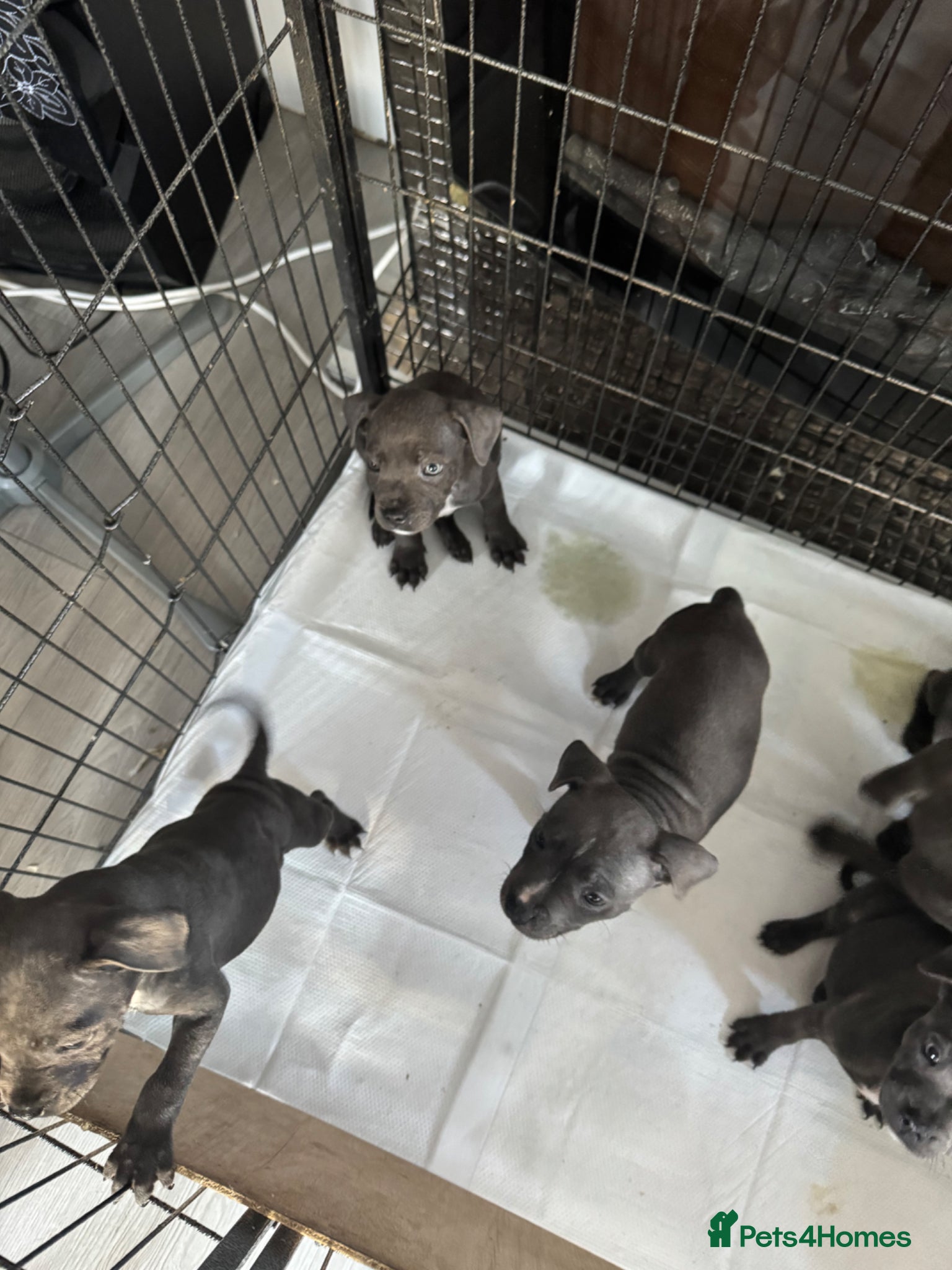 Staffordshire Bull Terrier dogs for sale: staff puppy for sale ready to go  in Cambridge - Advert 9