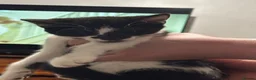 Mixed Breed cats for sale: 2 kittens for sale in Plymouth - Advert 2