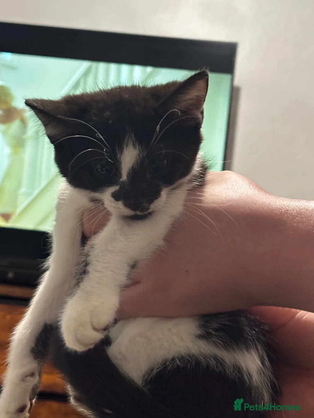 Mixed Breed cats for sale: 2 kittens for sale in Plymouth - Advert 2