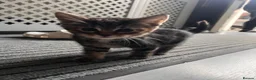Mixed Breed cats for sale: 5 x female kittens available  - Advert 7