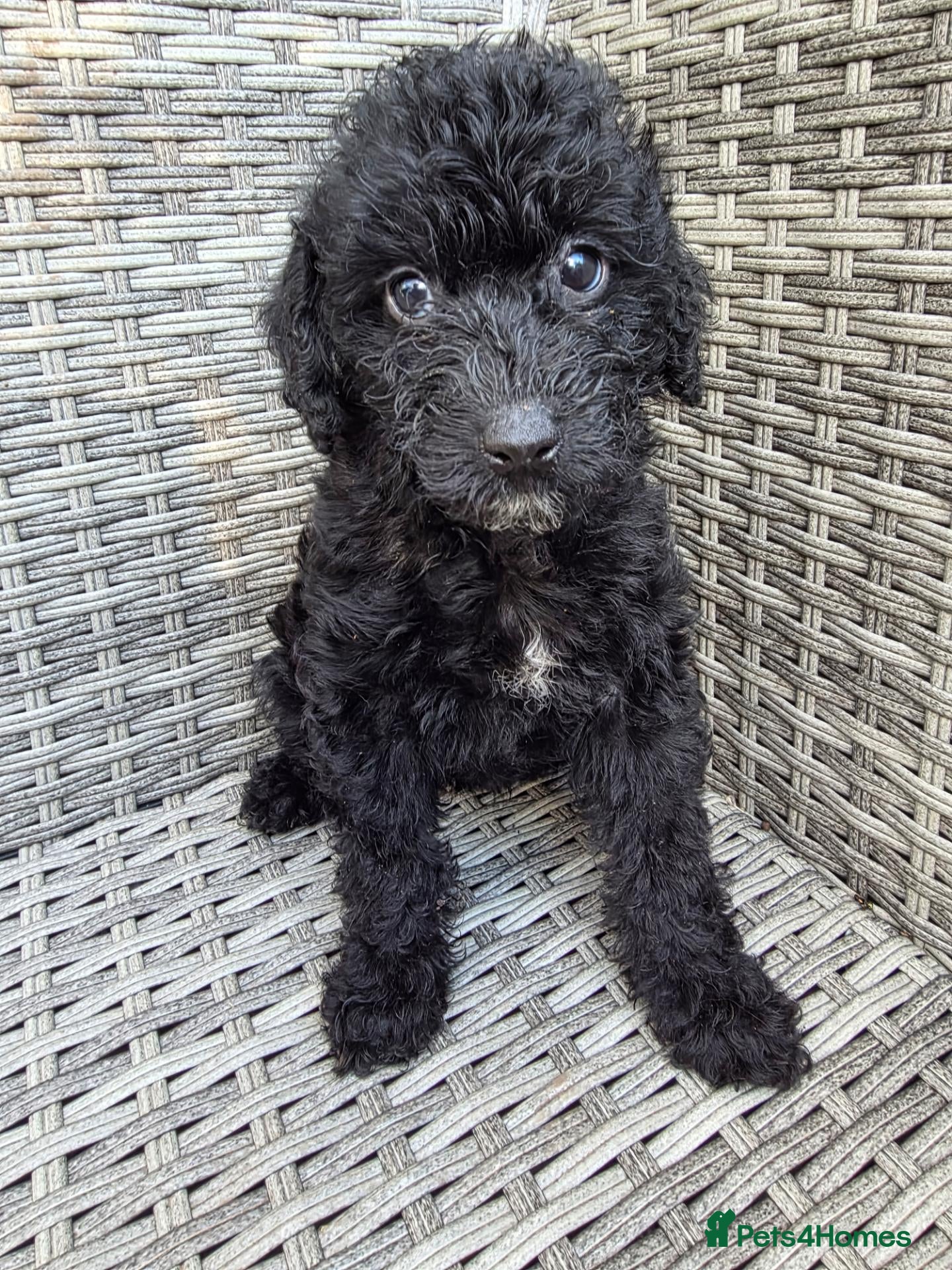 Labradoodle dogs Stunning healthy playful F1b mini Labradoodle pups - Advert 17