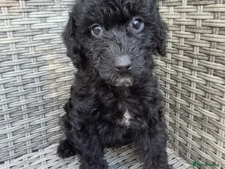 Labradoodle dogs Stunning healthy playful F1b mini Labradoodle pups - Advert 17