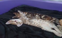 Bengal cats for sale: Bengal cross kitten  - Image 6