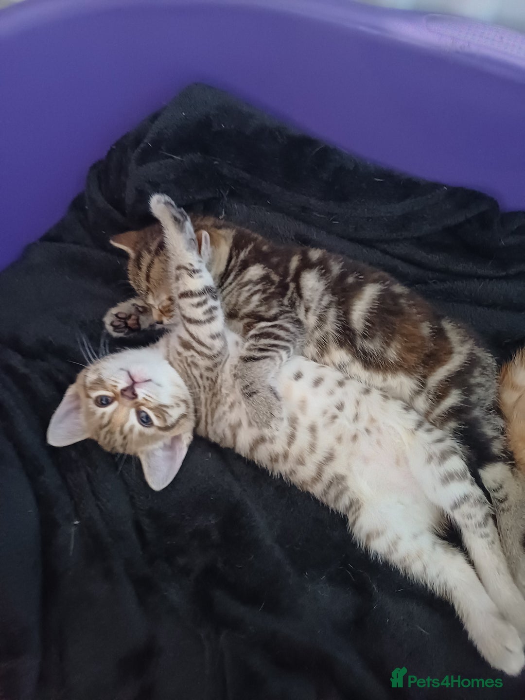 Bengal cats for sale: Bengal cross kitten  - Image 6