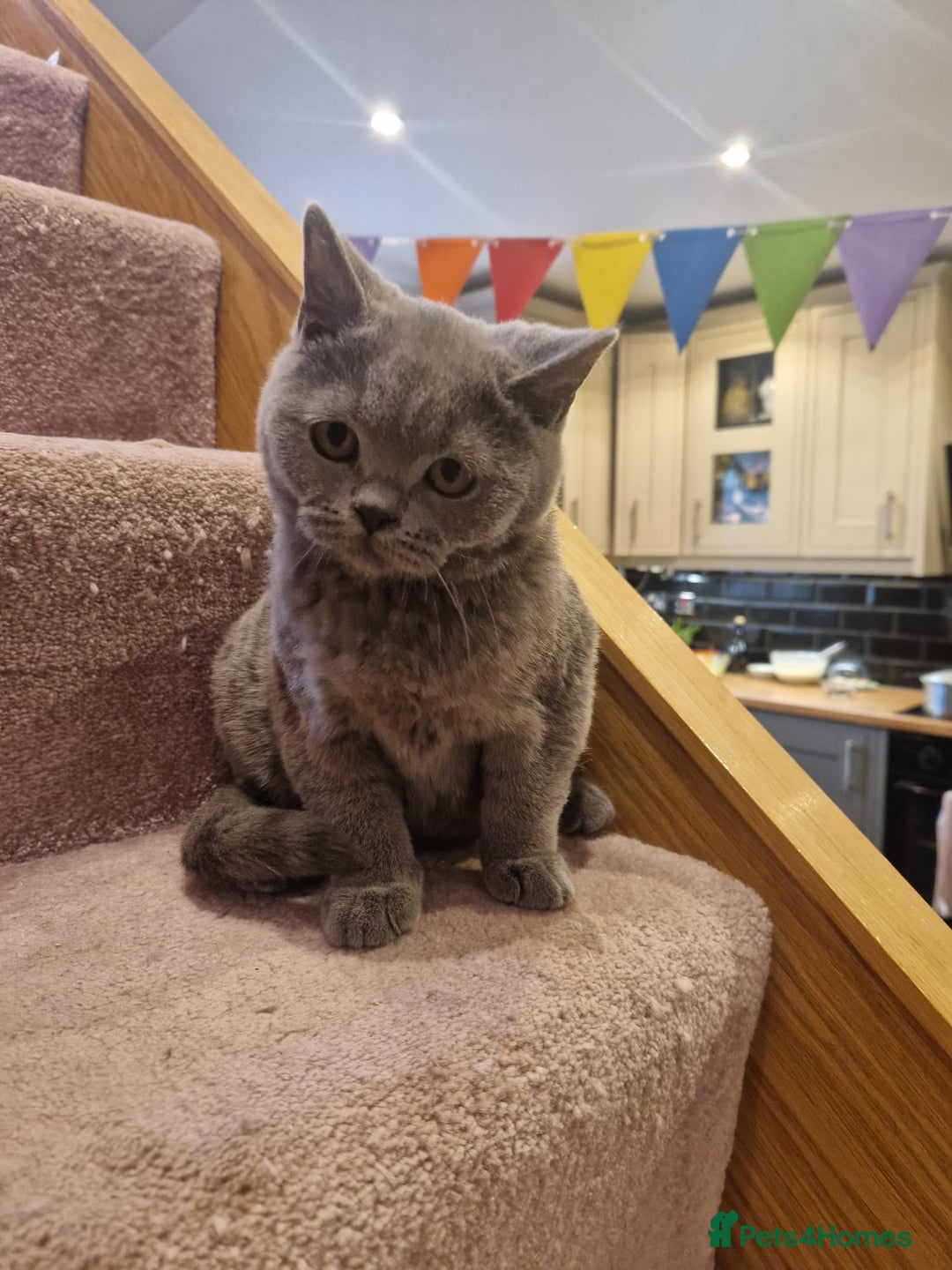 British Shorthair cats for sale: One kitten left British Blue Boy - Image 11