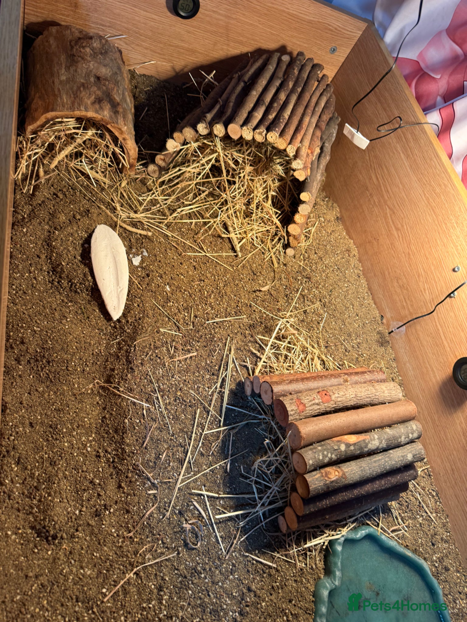 Tortoise reptiles for sale: Beautiful tortoise and full set up in Sturminster Newton - Advert 2