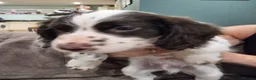 English Springer Spaniel dogs for sale: Working English Springer Spaniel - Advert 2