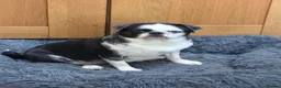 Pug dogs for sale: Amazing pug puppy’s  - Advert 3