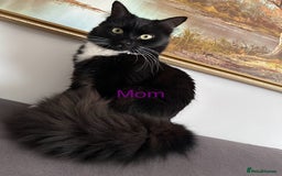 Bombay cats for sale: We have four cats for sale🐈‍⬛ - Image 10