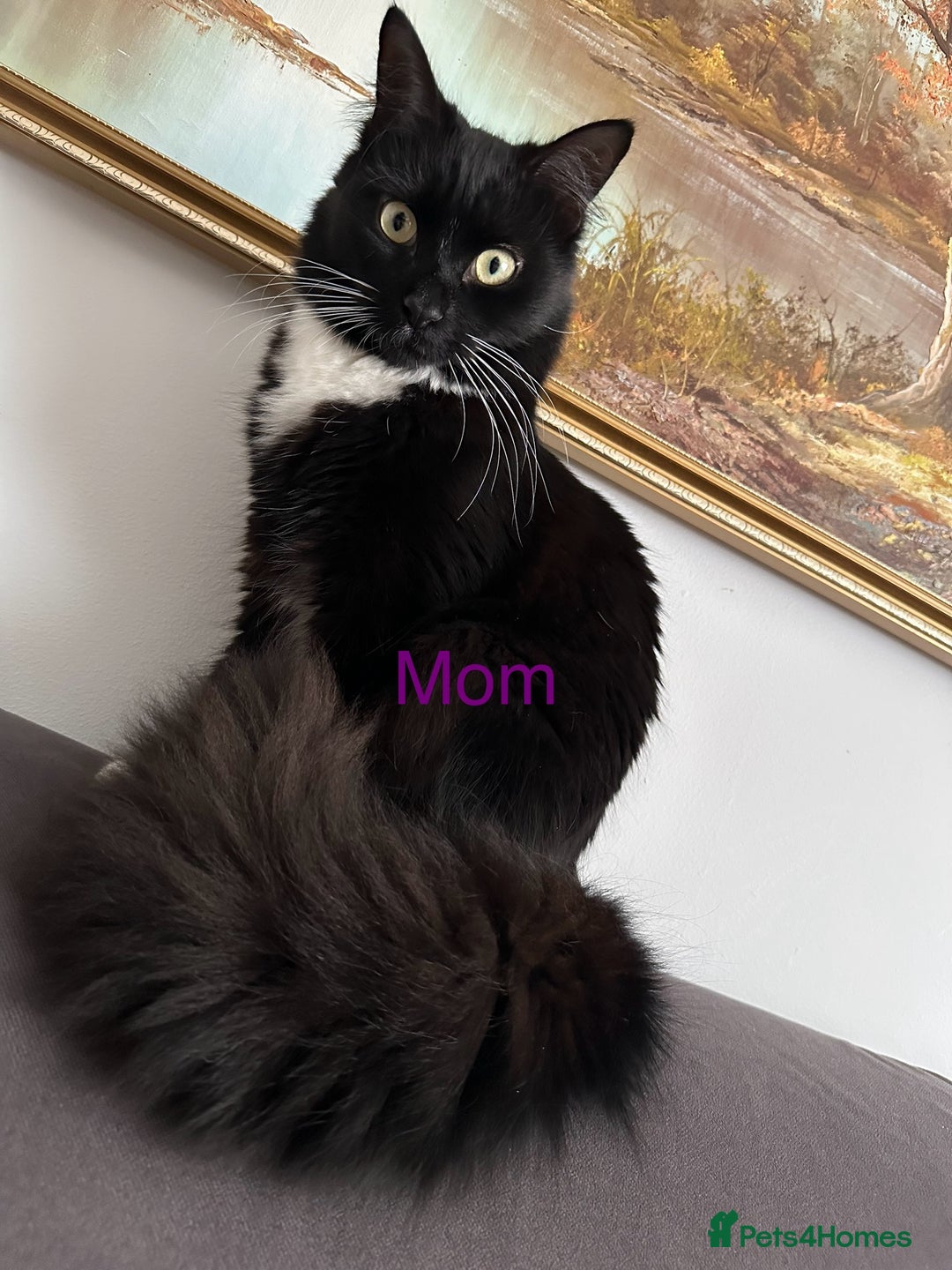 Bombay cats for sale: We have four cats for sale🐈‍⬛ - Image 10