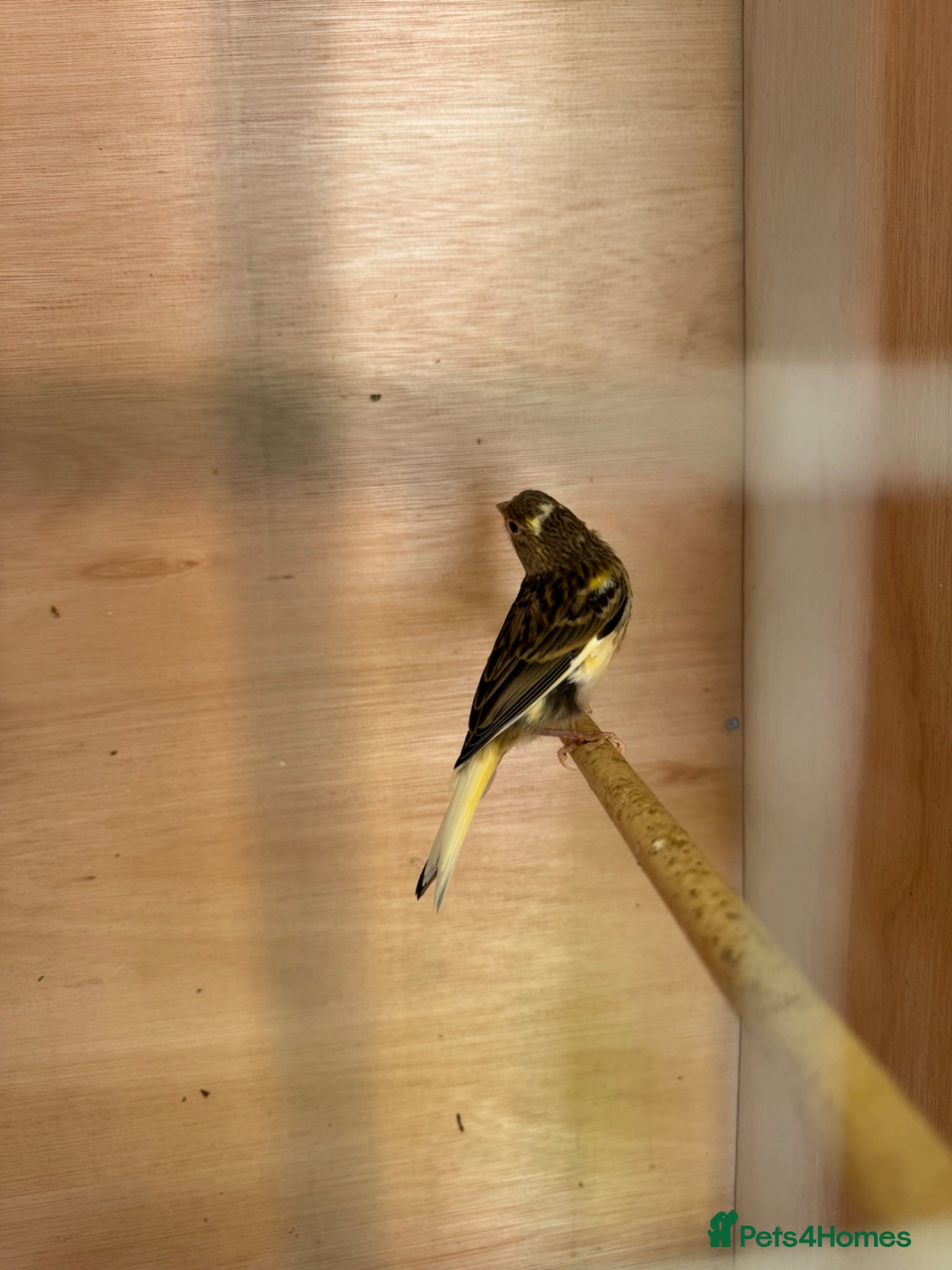 Canaries birds for sale: 2 x lovely young canaries  - Advert 5