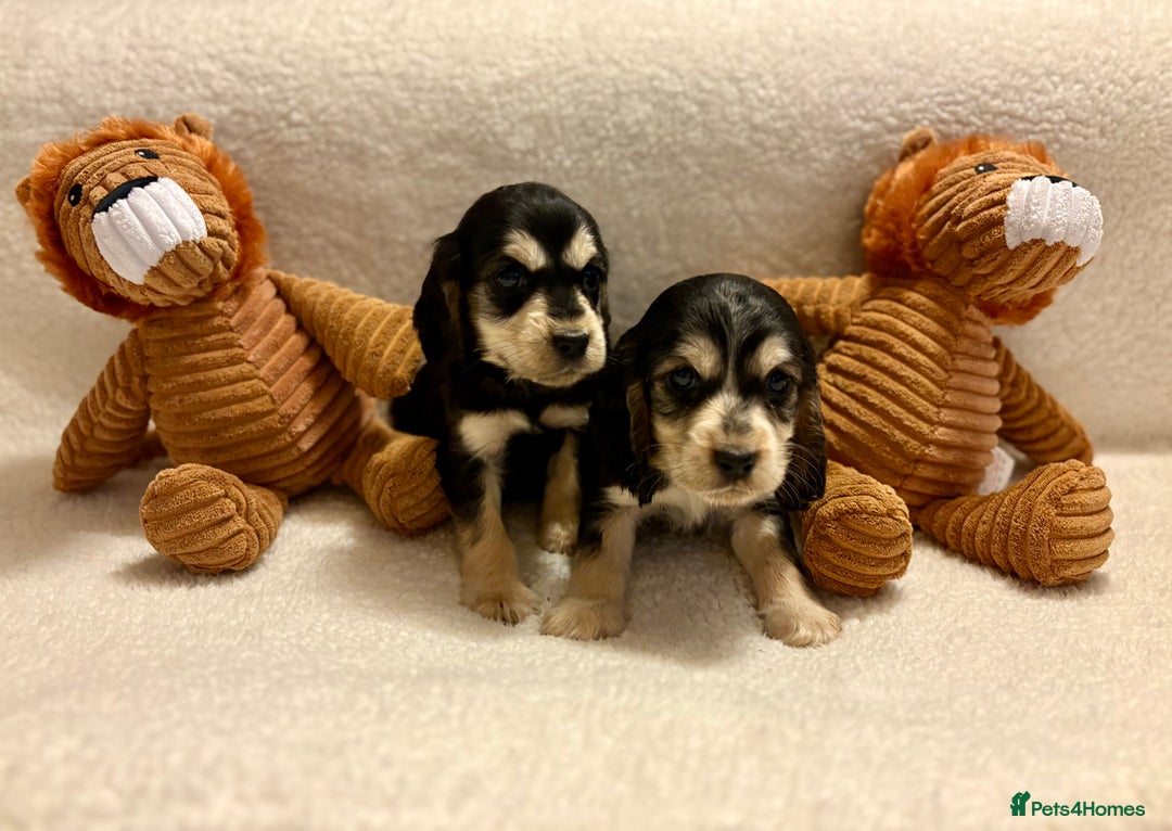 Cocker Spaniel dogs for sale: Show type spaniels - Advert 6